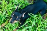 ARIQUEMES: Proprietários procuram pinscher desaparecido desde agosto