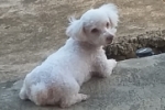 ARIQUEMES: Poodle desaparece no Jardim Alvorada