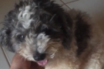 ARIQUEMES: Cachorrinho desaparece no Setor 02