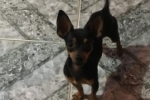 ARIQUEMES: Pinscher desaparece no Setor 08