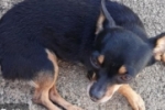 ARIQUEMES: Pinscher desaparece no Parque das Gemas