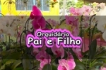 ARIQUEMES: Hoje a partir das 14 horas, Orquid&aacute;rio Pai e Filho estar&aacute; ao lado da Feira do Produtor