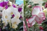 ARIQUEMES: Festival de orqu&iacute;deas e rosas do deserto acontece ao lado da feira do produtor