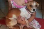 ARIQUEMES: Pinscher desaparece no Gerson Neco