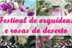 ARIQUEMES: Festival de Orqu&iacute;deas e Rosas do Deserto &eacute; prorrogado at&eacute; domingo