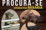 ARIQUEMES: Cachorrinho desaparece no Setor 04