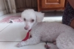 ARIQUEMES: Cachorrinho da ra&ccedil;a Poodle desaparece no Jardim Alvorada