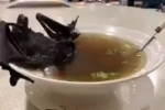 Coronavírus pode ter sido transmitido por sopa de morcego e carne de cobra