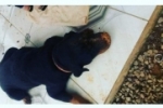ARIQUEMES: Cachorra da ra&ccedil;a Rottweiler desaparece no Bairro S&atilde;o Luiz