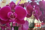 ARIQUEMES: J&Aacute; COME&Ccedil;OU! Grande exposi&ccedil;&atilde;o de flores ao lado da Feira do Produtor Rural &ndash; E TEM SORTEIO