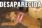 ARIQUEMES: Cachorrinha que atende pelo nome de Kiara desaparece no Setor 02