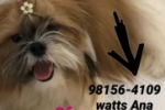 ARIQUEMES: Procura&ndash;se cadelinha Shih Tzu Desaparecida no Setor 02