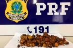 Pedra “preciosa” diferente: Em Vilhena/RO, PRF apreende 3 kg de Pedra Fel, avaliados em meio milh&atilde;o de Reais