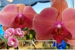 ARIQUEMES: &Eacute; HOJE! Orquid&aacute;rio Pai e Filho inaugura dia 10/06 com sorteio de R$ 1.000,00 em Orqu&iacute;deas &ndash; V&Iacute;DEO