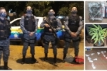 ARIQUEMES: Maconha, Coca&iacute;na e 12 p&eacute;s de Canabis foram apreendidos pela For&ccedil;a T&aacute;tica em Boca de Fumo estourada no Setor 09