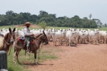 Campanha de declara&ccedil;&atilde;o de rebanhos da Idaron chega ao fim com ades&atilde;o de 96% do p&uacute;blico em Rond&ocirc;nia