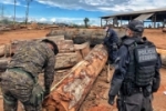 OPERA&Ccedil;&Atilde;O BERTHOLLETIA &ndash; Mais uma opera&ccedil;&atilde;o &eacute; deflagrada pela Policia Federal em Rond&ocirc;nia