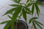 VALE DO ANARI: POL&Iacute;CIA MILITAR CONDUZ HOMEM POR CULTIVAR P&Eacute; DE MACONHA