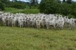 Minist&eacute;rio da Agricultura reconhece Rond&ocirc;nia como livre de Febre Aftosa sem vacina&ccedil;&atilde;o