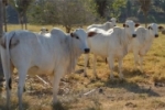 Com mais de R$ 25 milh&otilde;es em investimentos, Rond&ocirc;nia alcan&ccedil;a status sanit&aacute;rio de livre de Febre Aftosa sem vacina&ccedil;&atilde;o