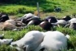 V&Iacute;DEO: Raio atinge pastagem e mata mais de 30 cabe&ccedil;as de gado em Cacaul&acirc;ndia &ndash; RO
