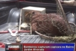  ARIQUEMES: Bombeiros capturam capivara no Bairro Jardim Alvorada &ndash; V&iacute;deo