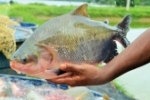 Ariquemes &eacute; o terceiro maior produtor de peixe do pa&iacute;s