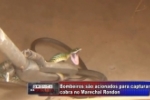 ARIQUEMES: Bombeiros capturam Cobra&ndash;cip&oacute; no Marechal Rondon &ndash; V&iacute;deo 