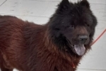 Procura&ndash;se pelo dono &ndash; Cachorro da ra&ccedil;a Chow Chow 