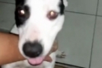 Procura&ndash;se pelo dono &ndash; Cachorra da ra&ccedil;a Pitbull