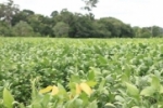 Rond&ocirc;nia registra aumento de 13,8% na &aacute;rea plantada de soja e 8,1% na produ&ccedil;&atilde;o