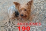 ARIQUEMES: Procura&ndash;se o dono &ndash; Pet foi encontrado na Av. Tabapu&atilde; do Setor 03