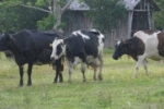 T&eacute;cnica orientada pela Emater a pecuaristas gera aumento na produ&ccedil;&atilde;o de leite, em Rond&ocirc;nia