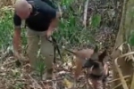 Cadela MUSA identifica odor de drogas e PC encontra 4 quilos de coca&iacute;na em Rond&ocirc;nia 