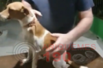 ARIQUEMES: Procura&ndash;se pelo dono desta cachorrinha