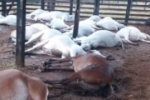 Queda de raio mata 20 novilhas e 1 cavalo em propriedade rural; preju&iacute;zo &eacute; estimado em 110 mil reais
