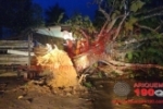 ARIQUEMES: Casa fica totalmente destru&iacute;da ap&oacute;s queda de &aacute;rvore em vendaval na BR&ndash;421