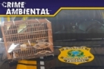 Em Ji&ndash;Paran&aacute;/RO, PRF flagra transporte ilegal de animal silvestre