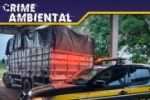Em Ariquemes/RO, PRF identifica transporte irregular de madeira