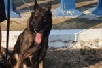 COVARDIA: C&atilde;o policial Yuka foi envenenada por traficantes em Ariquemes