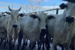 POLÍCIA CIVIL DEFLAGRA OPERAÇÃO “NELORE” E RECUPERA 20 ANIMAIS FURTADOS EM CANDEIAS DO JAMARI–RO