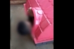 Jovem bêbado perde rumo de casa em RO e é flagrado dormindo em casinha de cachorro