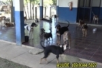 URGENTE: Abrigo que cuida de 230 animais passa por dificuldades em Ariquemes &ndash; V&iacute;deo 