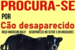ARIQUEMES: Procura&ndash;se cachorro desaparecido no Setor 3