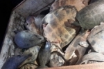 DEZENAS DE TARTARUGAS S&Atilde;O DEVOLVIDAS AO SEU HABITAT AP&Oacute;S SEREM RESGATADAS PELA POL&Iacute;CIA MILITAR EM A&Ccedil;&Atilde;O CONJUNTA
