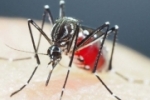 Brasil tem recorde de mortes em decorrência da dengue em 2022 – O estado é de alerta para 2023