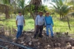 Prefeitura realiza o transporte de mudas de coco para produtores rurais em Ariquemes