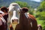 Ministério da Agricultura investiga possível caso de vaca louca no Brasil