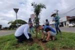 Prefeitura de Ariquemes faz plantio de 500 mudas de palmeiras nos canteiros da Avenida Tancredo Neves