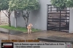 Centro de Zoonoses segue na captura de Pitbull solto no Jd Vit&oacute;ria &ndash; C&atilde;o j&aacute; atacou animais e pessoas